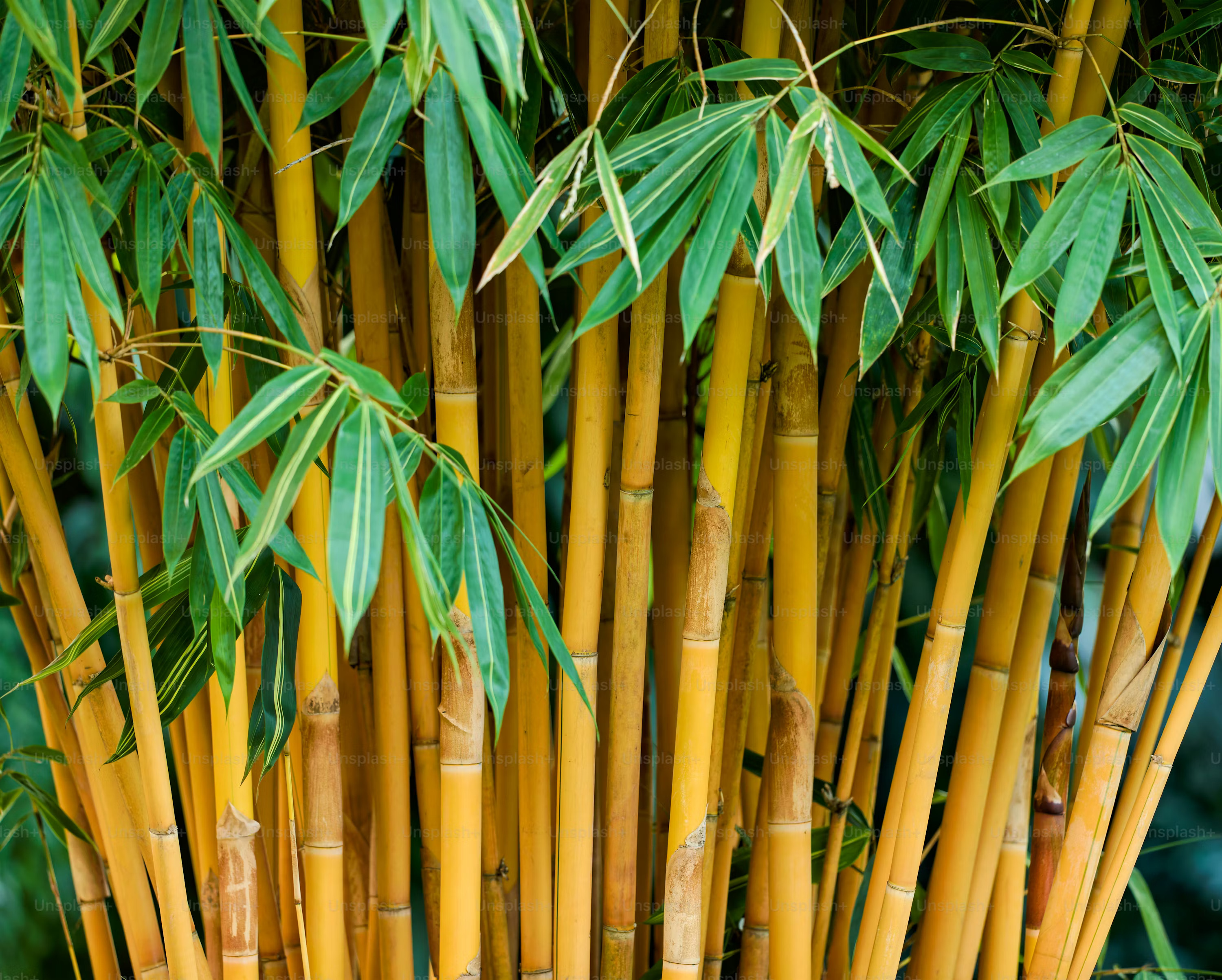 Bamboo